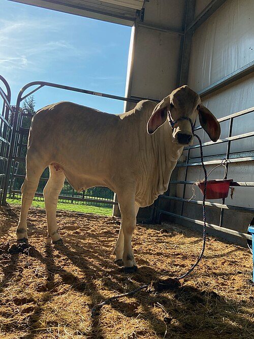 Brahman