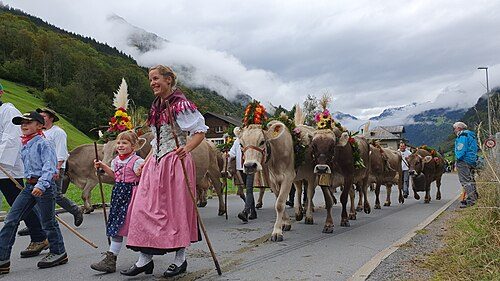 Brown Swiss