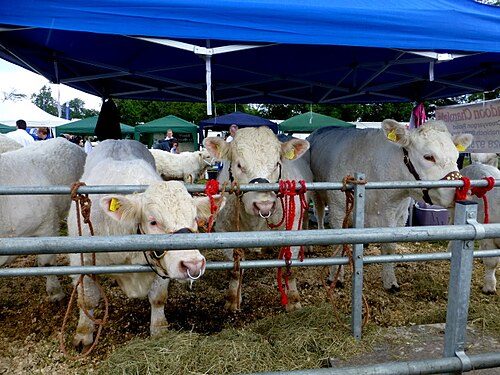 Charolais