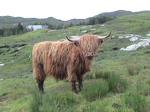 Highland