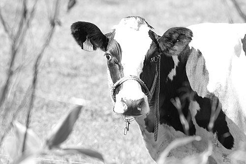 Holstein