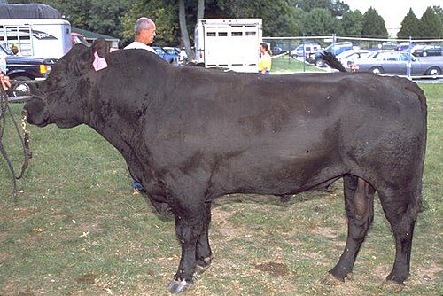Lowline Angus