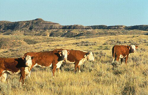 Miniature Hereford