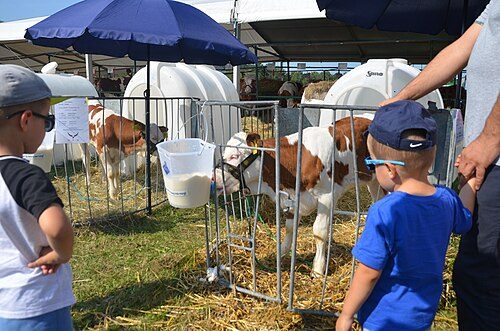Simmental