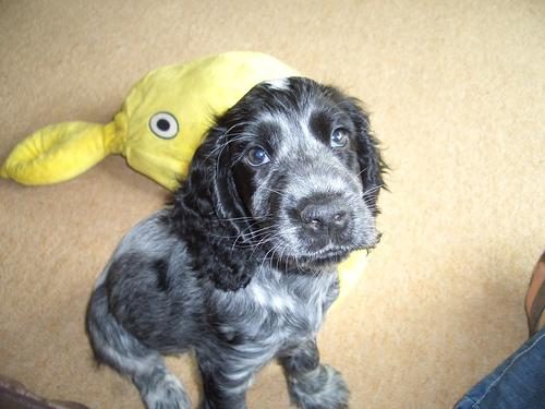 Cocker Spaniel