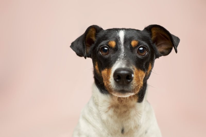 Doberman Pinscher