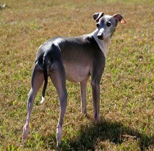 Greyhound