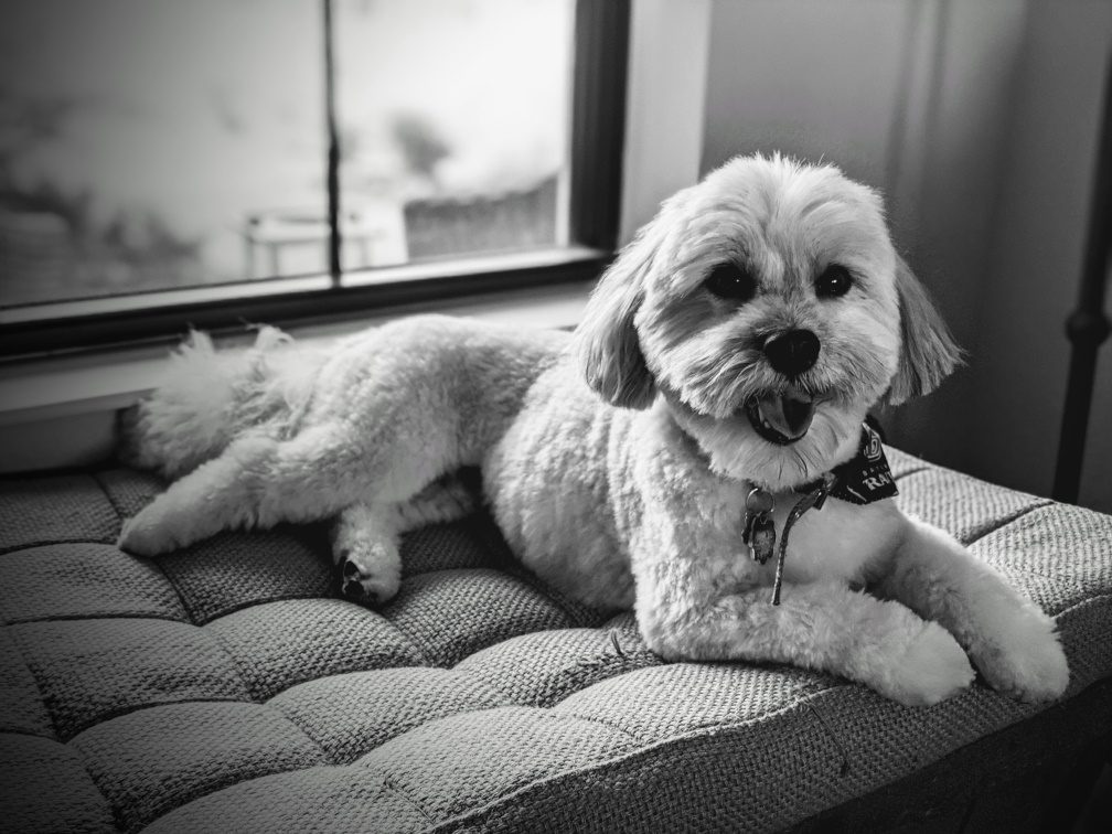 Havanese