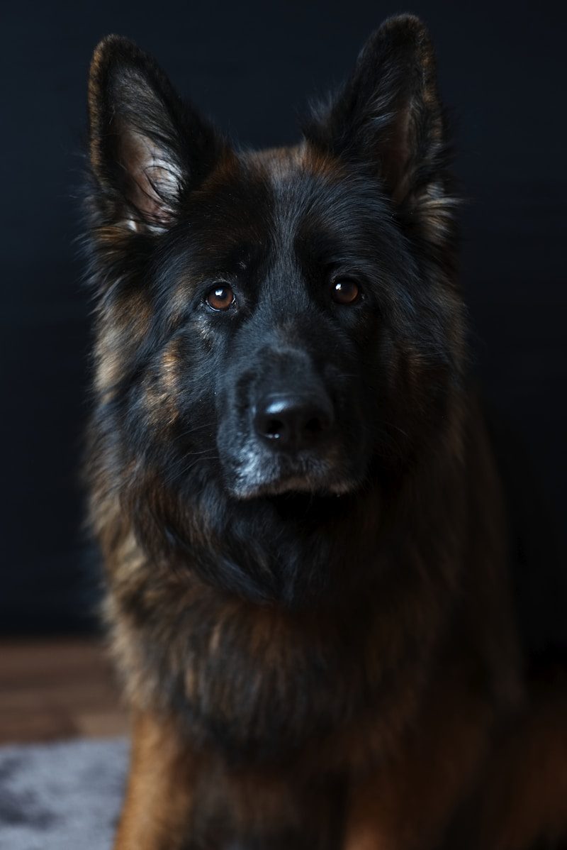 Kangal