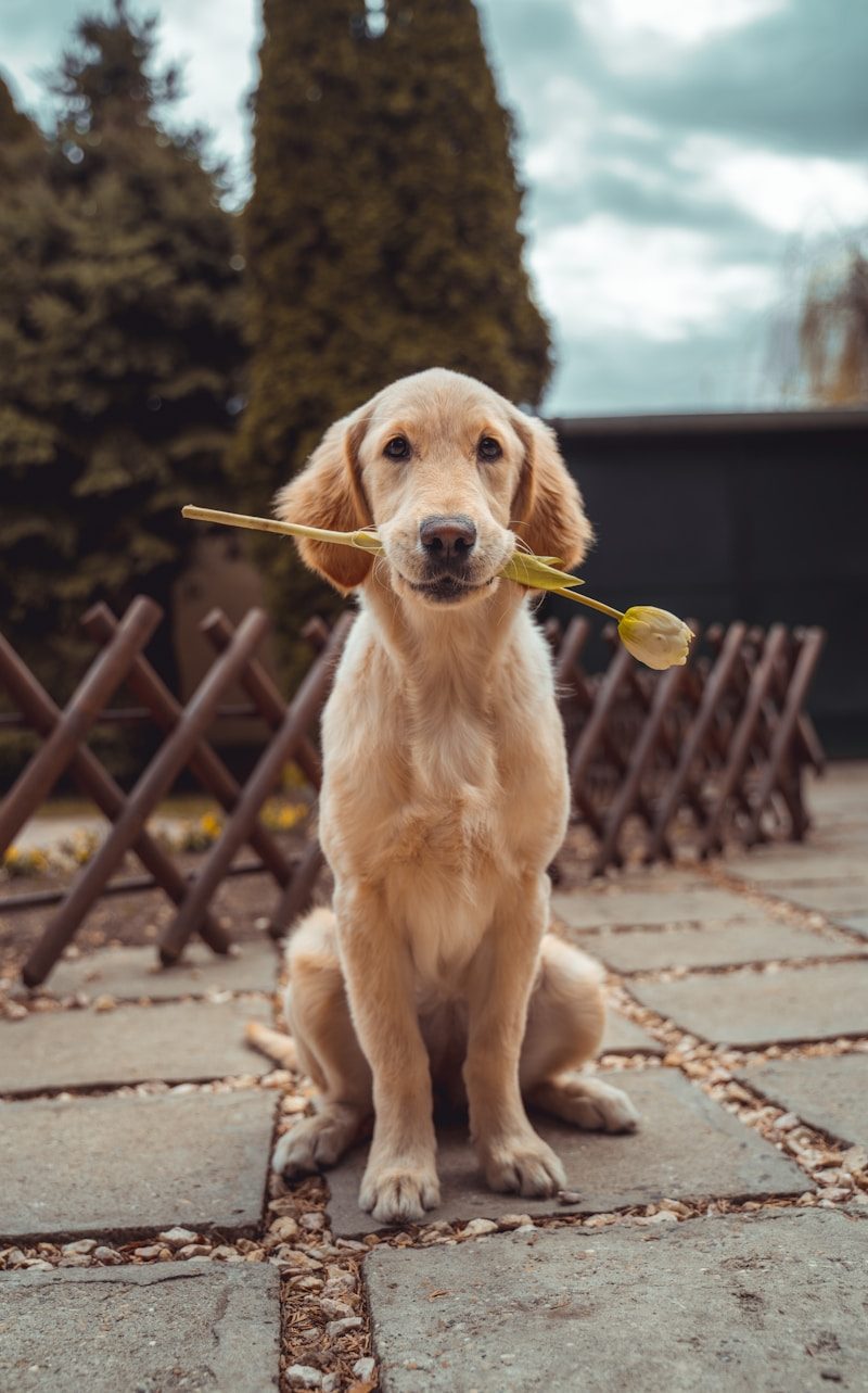 Labrador Retriever