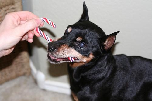 Miniature Pinscher