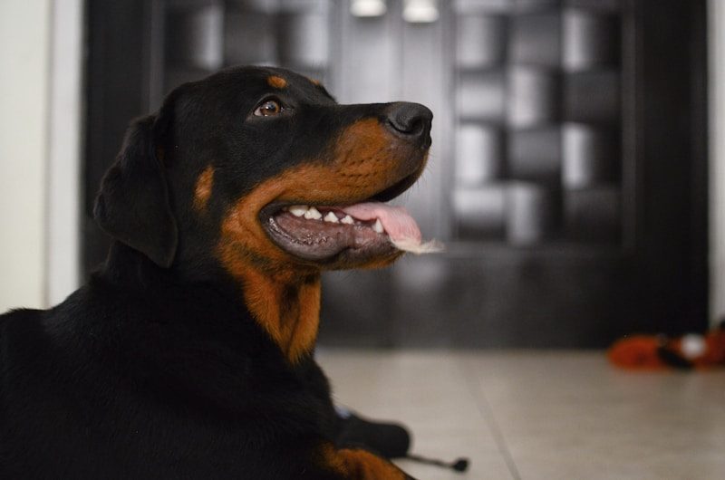 Rottweiler