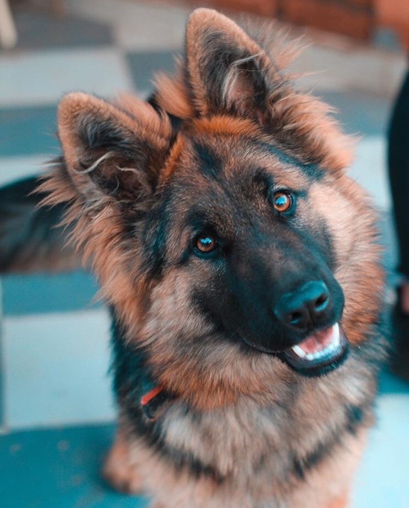 Shepadoodle