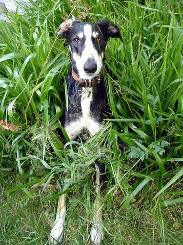 Whippet