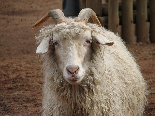 Angora