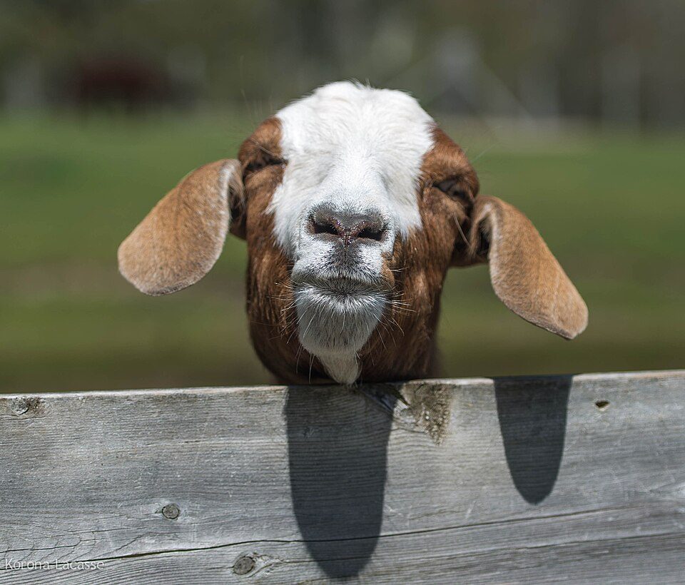 Boer