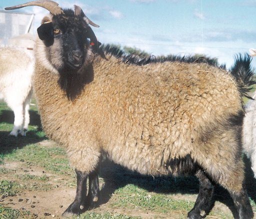 Cashmere
