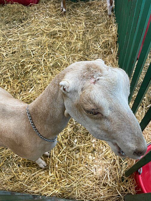 Mini LaMancha