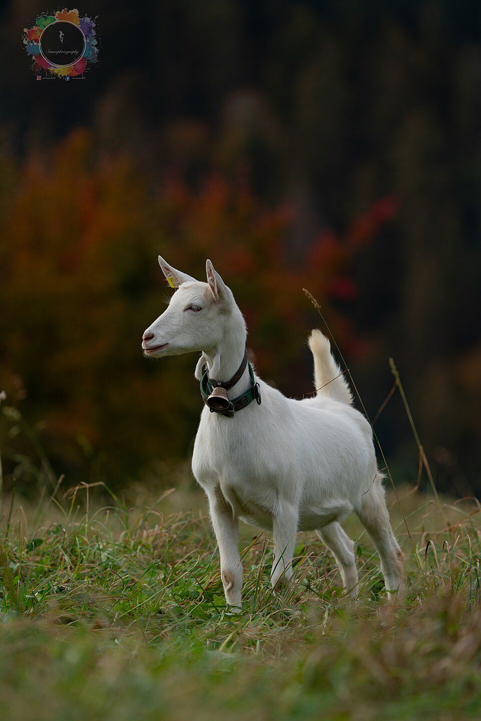 Saanen