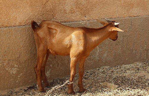 Savanna