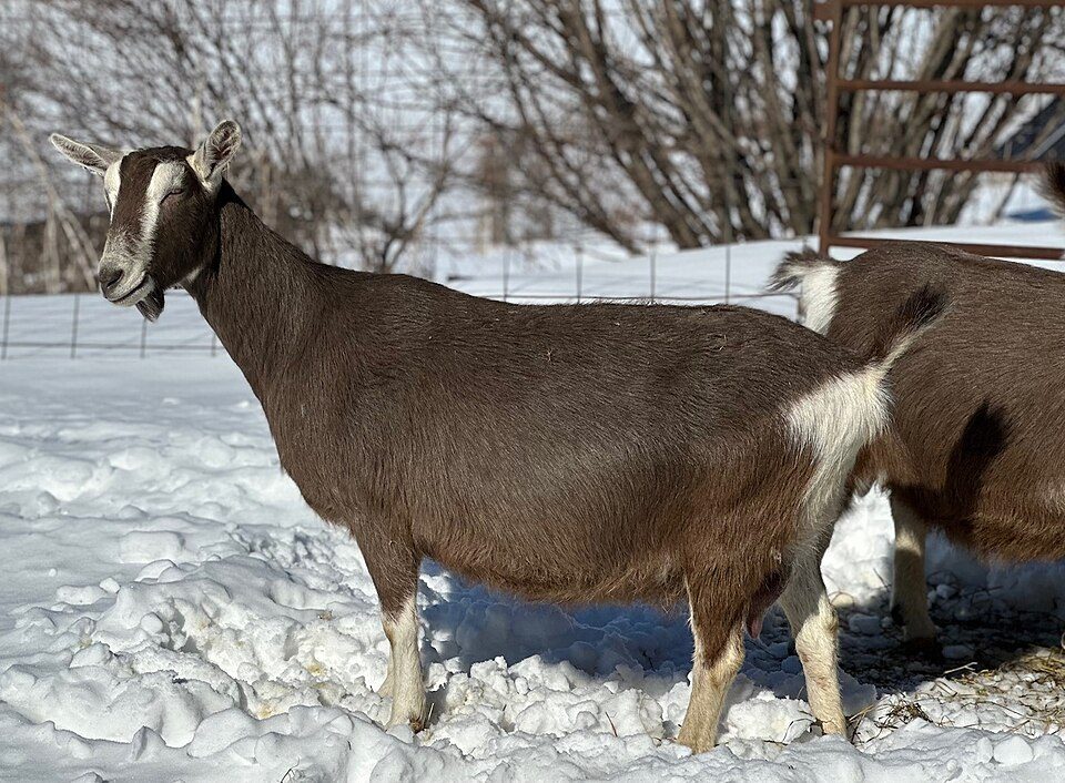 Toggenburg