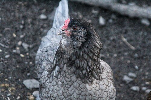 Ameraucana
