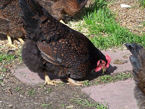 Barnevelder