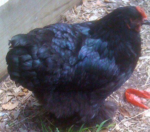 Black Cochin