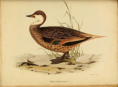 Black Crested Duck
