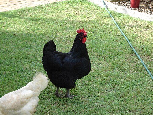 Black Orpington