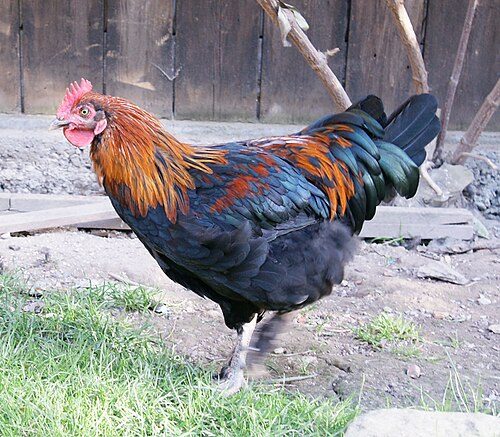 Blue Copper Marans