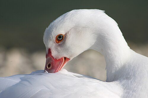 Blue Muscovy