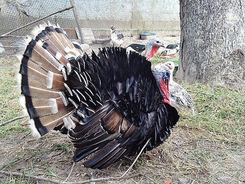 Bronze Turkey