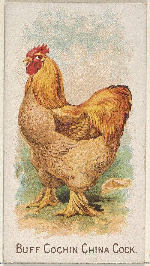 Buff Cochin