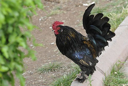 Dark Brahma