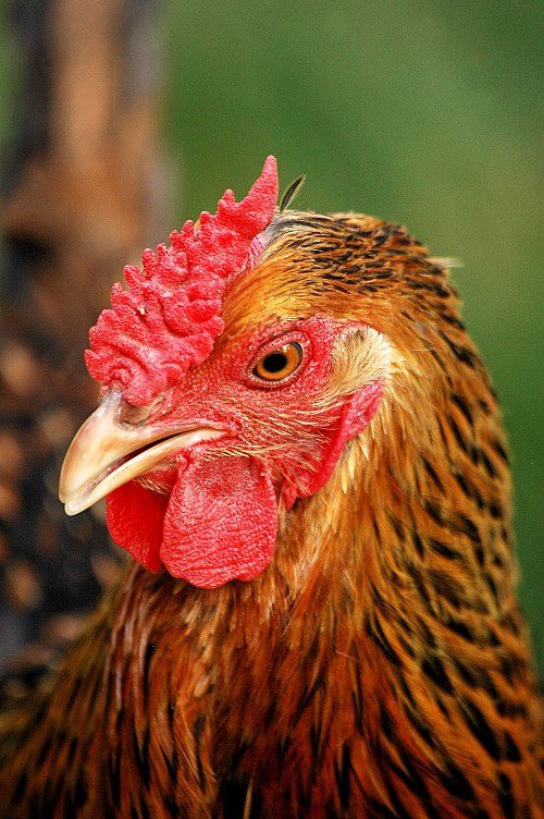 Golden Laced Wyandotte
