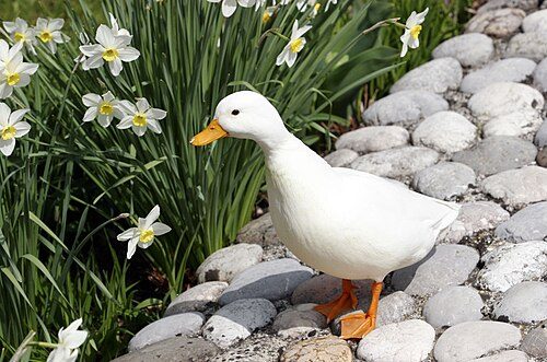 Gray Call Duck