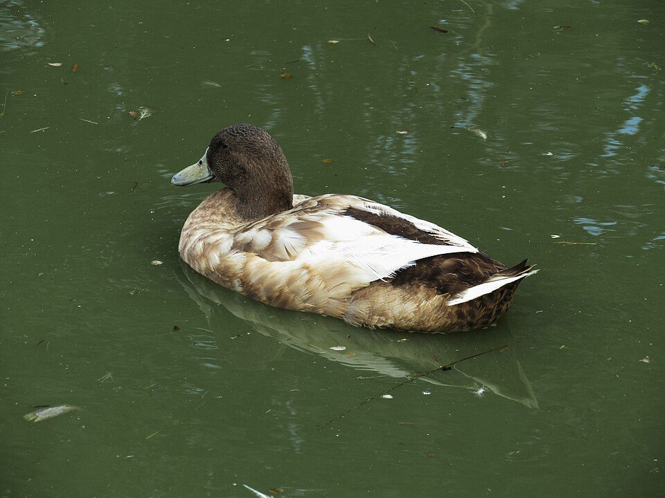 Khaki Campbell