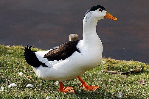 Magpie Duck
