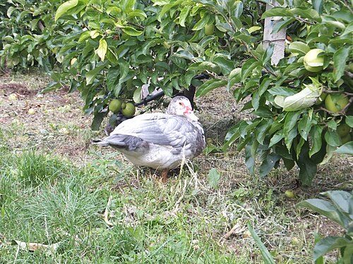 Moulard (Mule Duck)