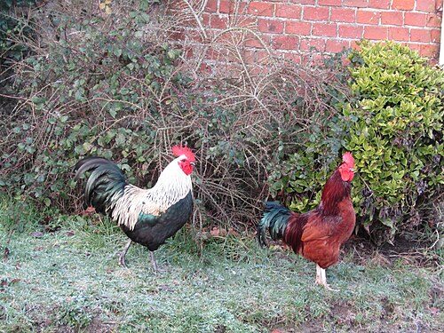 Rhode Island Red