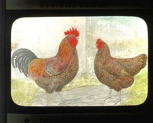 Speckled Sussex