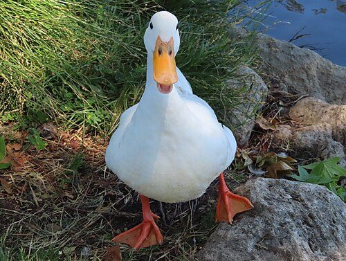 White Pekin